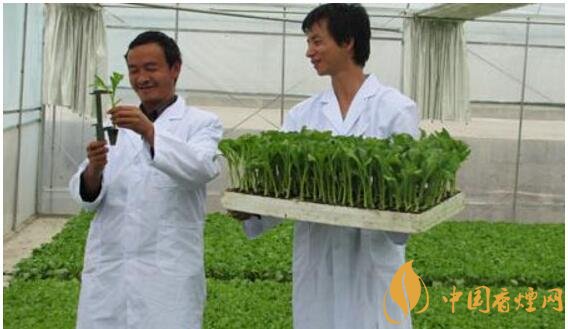 煙草專業(yè)大學(xué)排名，煙草專業(yè)就業(yè)前景好